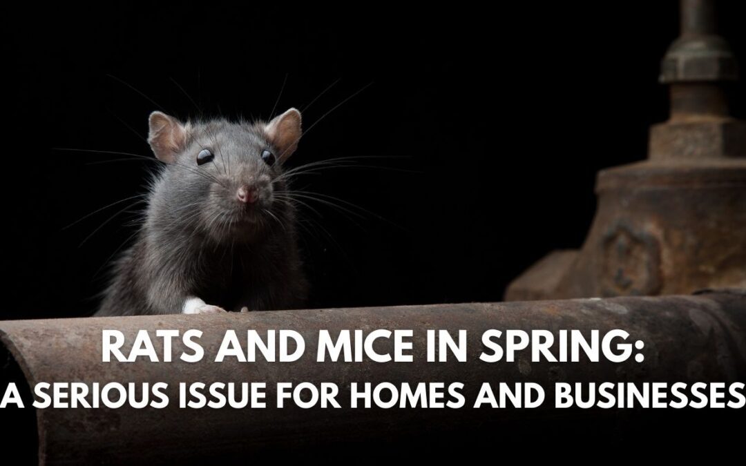 Rats and Mice in Spring, Why Early Action Matters
