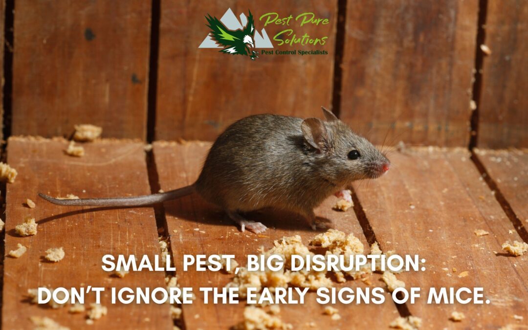 Why Mice Become a Problem in Irish Properties, and How to Stop Them Early
