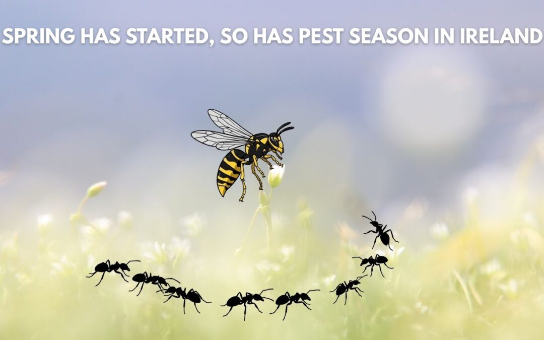 Spring Has Started, So Has Pest Season in Ireland