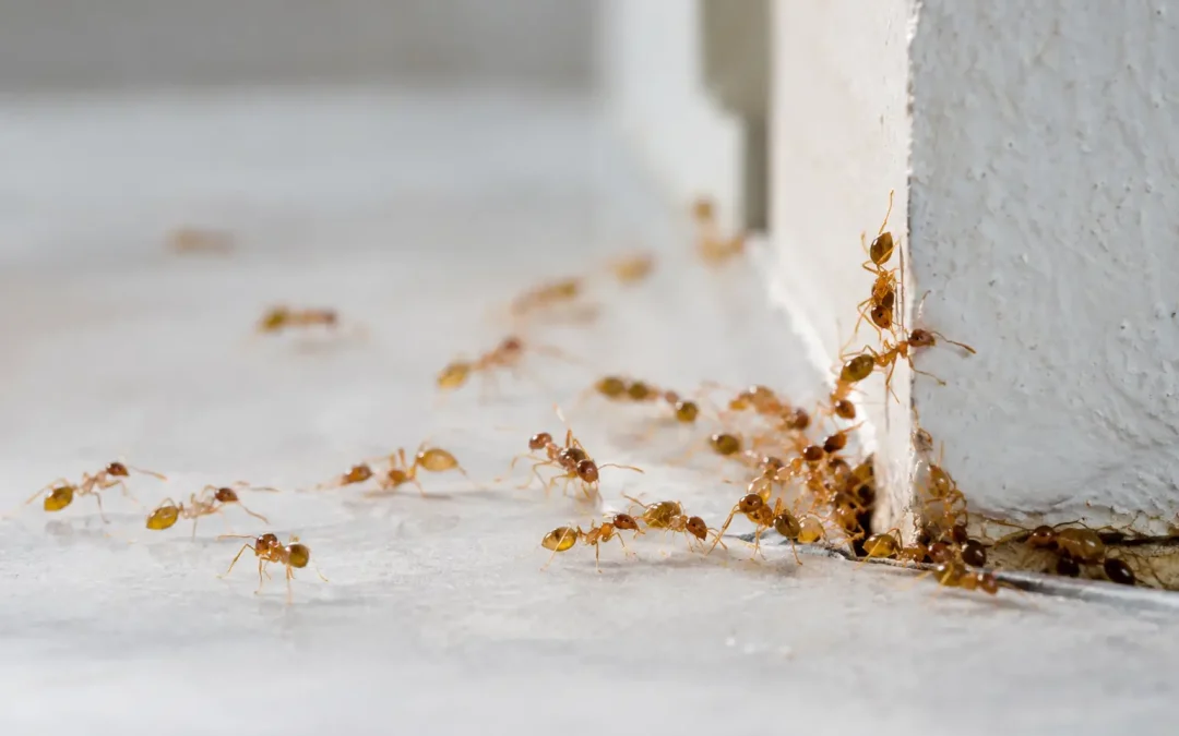 Pharoah Ants: Why They Need Professional Control